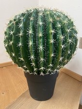 Xxl kugel kaktus gebraucht kaufen  Tittmoning