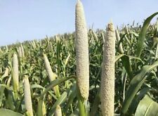 Miglio perla okashana usato  Spedire a Italy