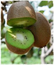 Pianta kiwi hayward usato  Montichiari