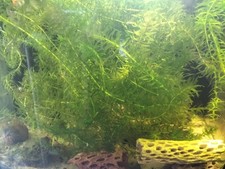 15cm elodea densa for sale  BIRMINGHAM