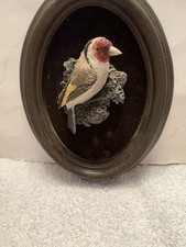 goldfinche european for sale goldfinche european for sale Ravenna