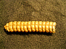 Rattle snake rattle for sale  Waynesboro