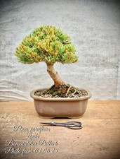 Pinus parviflora japanische gebraucht kaufen  Lübben (Spreewald)