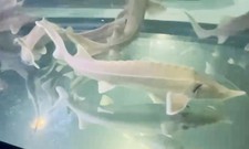 Live albino sterlet for sale  Findlay