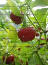Organic hot chilli for sale  SALISBURY