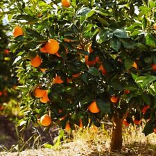 2X Esquejes de Naranja Sunkist/ 🍊 Cultiva tu propio NARANJO con vástago, usado segunda mano  Embacar hacia Argentina