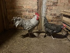 Bruteier hühner gesperbert gebraucht kaufen  Taucha