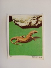 Figurina degli animali usato  Roma