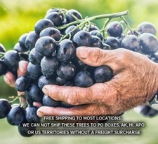 Grape plants varieties for sale  Albany