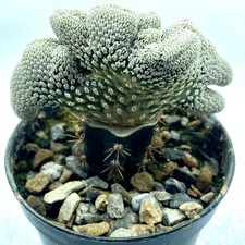 Pelecyphora aselliformis crist for sale  CAERPHILLY