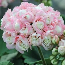artificial baskets geranium for sale artificial baskets geranium for sale Laguna Niguel