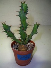 291 euphorbia tortirama for sale  El Cajon