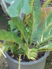 Cycas revoluta pianta usato  Torrecuso