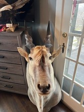 Taxidermy large shoulder for sale  Broomall