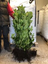 Cherry laurel hedging for sale  CRAIGAVON