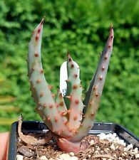 Aloe ferox rare for sale  DARLINGTON