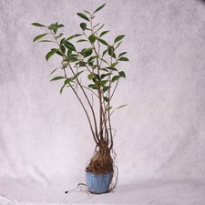 Ginseng ficus microcarpa for sale  New York