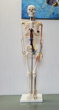Anatomisches skelettmodell far gebraucht kaufen  Dortmund