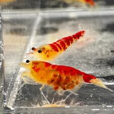 Golden calceo bee for sale  Portland