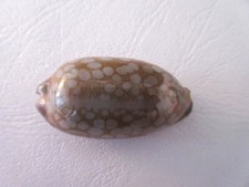 Top cypraea mauritia gebraucht kaufen  München