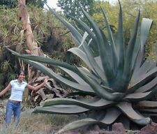 Agave mapisaga largest for sale  Phoenix