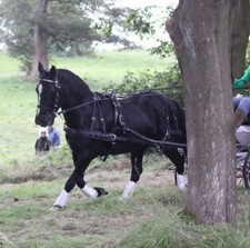 Ideal leather single for sale  MOFFAT
