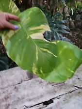 Giant variegated golden for sale  Englewood