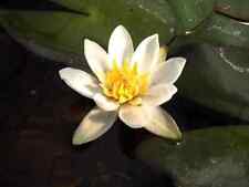 Nymphaea pygmaea alba for sale  SKEGNESS