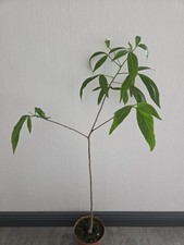 Adansonia grandidieri madagass gebraucht kaufen  Asendorf