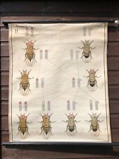 Gráfico escolar vintage Herança Genética DROSOPHILA gráfico educacional fruta mosca comprar usado  Enviando para Brazil