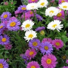 Aster alpine trimix for sale  GRIMSBY