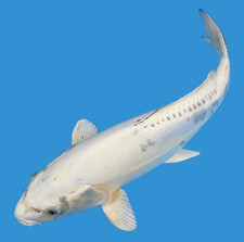 Live koi fish for sale  Lewisville