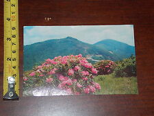 old rhododendron for sale old rhododendron for sale Toledo