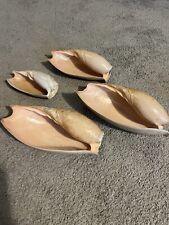 Large sea shells for sale  IPSWICH