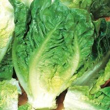 Roman lettuce little d'occasion  Expédié en France