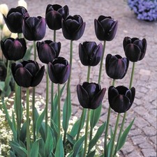 Queen night tulip for sale  UK