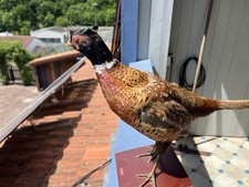 Tierpräparat fasan fasanenhah gebraucht kaufen  Rehburg-Loccum