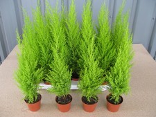 Box goldcrest conifer for sale Box goldcrest conifer for sale  DERBY
