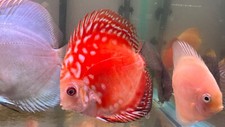 Red panda discus for sale  San Jose