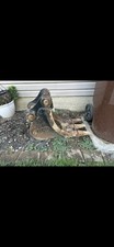 Fleco sy35 inch for sale  Wilmington