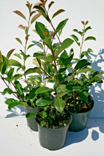 Photinia red robin usato  Caravaggio