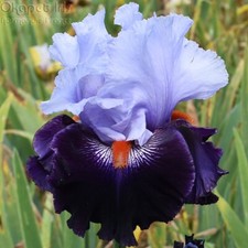 Iris honourable lord usato  Bologna