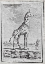 Giraffe giraffes animals gebraucht kaufen  Seubersdorf