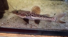 Redtail hybrid tiger for sale  Fort Lauderdale
