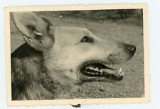 Photo snapshot .1960 d'occasion  Avignon