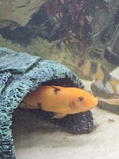 Male red zebra for sale  Winter Haven