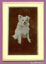 Cdv animaux chien d'occasion  Chaumont