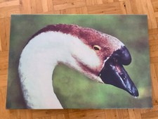 Leinwandbild höckergans fotol gebraucht kaufen  Taunusstein