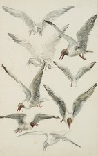 Fischer gurig studien gebraucht kaufen  Frankfurt am Main