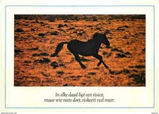 Animaux chevaux cheval d'occasion  Fruges